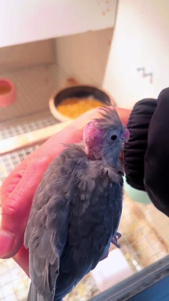 爸妈给弄的新发型,是不是很帅#手养鸟日常 #萌宠出道计划 #神奇动物在抖音 #玄凤鹦鹉 #鹦鹉