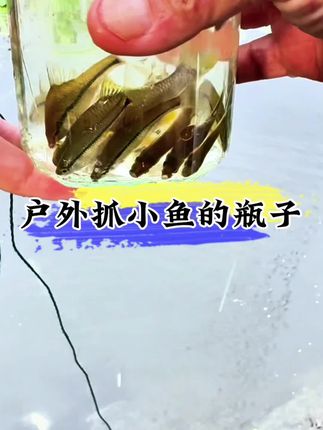 户外抓小鱼的瓶子 你只要学会这种抓小鱼的方法,抓小鱼也就是分分钟钟的事#抓鱼瓶子 #抓鱼小瓶子 #户外钓鱼