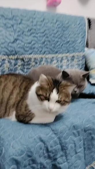 #假如猫咪会说话 汤圆招财你俩会对我说什么