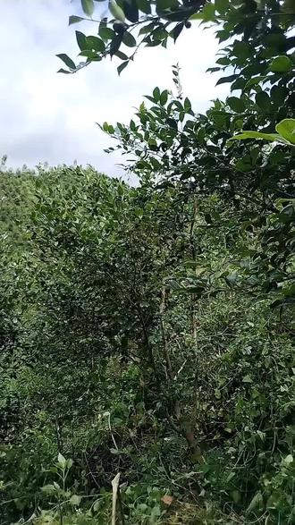 爱的桥断了叫我怎么写#茶油