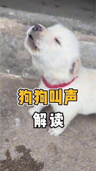 你知道狗狗叫声都是什么意思?#新手养狗 #养狗经验分享 #养狗攻略 #科学养狗 #养狗的乐趣