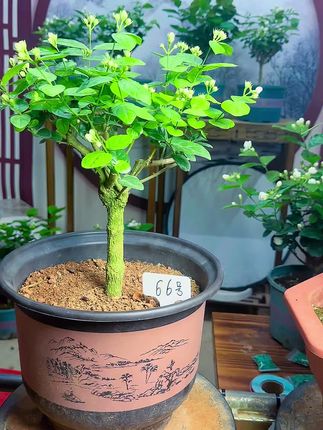 年中大促销,盆盆爆花#独杆茉莉花 #茉莉花棒棒糖