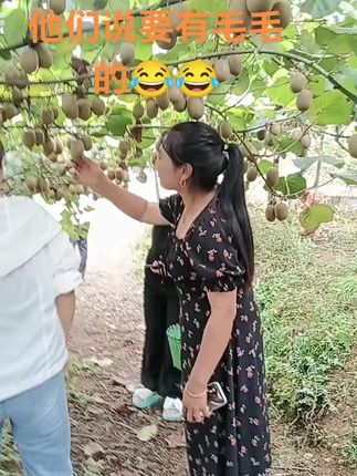 #猕猴桃#播州区猕猴桃采摘园 #红花岗区猕猴桃采摘园