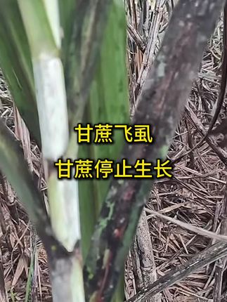 #甘蔗种植#甘蔗病虫害防治 #三农 #农业种植 #增产增收才是硬道理