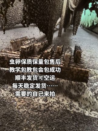 需要虫卵自己来拍#助力三农#三农流量扶持计划 #黑水虻虫卵#虫卵#黑水虻养殖