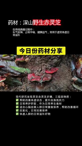 野生赤灵芝 是《神农本草经》上品丹芝(赤芝),药用价值最高的主流灵芝品种,区别于普通树舌、平盖灵芝,有效成分三萜、多糖含量更高。
#林下中药材种植 #云南高黎贡山仿野生种植 #创业#野生灵芝采摘