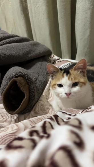 晚安!#猫咪 #萌宠出道计划 @抖音小助手