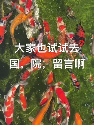 #锦鲤鱼池 #观赏鱼世界 #转运锦鲤