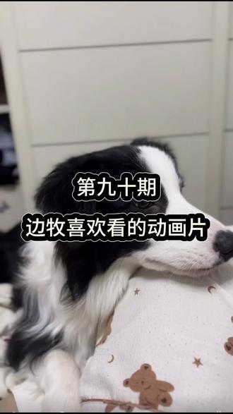 第九十期|你家边牧喜欢看的动画片#狗狗的日常 #边牧的智商 #萌宠出道计划 #养狗的乐趣