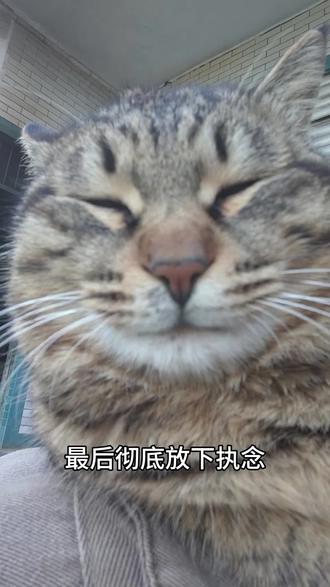 山水从未改变,变的是人心#贪嗔痴 #乐子猫 #猫