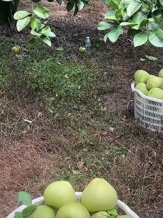 《顺丰包邮》福建度尾文旦柚现摘新鲜多汁香甜可口!#文旦柚#果肉细腻#现摘现发