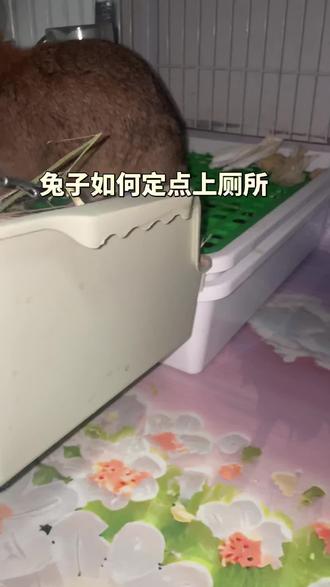 随手拍,个人用的比较好的经验,还有一点,很重要,你的宝宝上厕所尿尿你就要给宝宝奖励!让她知道这样做是对的#定点上厕所教程分享