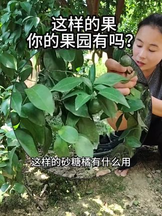 这样的果你的果园有吗? #膨果