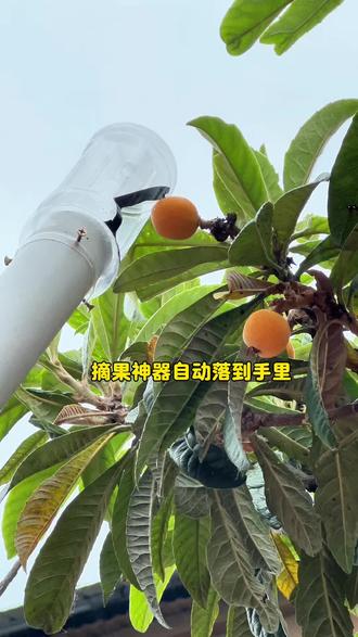 摘果神器自动落到了手里#生活小技巧#生活小妙方#摘果#农村生活欢乐多