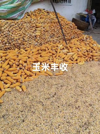 金黄的玉米堆满院,丰收的喜悦藏不住!每一粒都是阳光的味道,乡间生活原来这么甜。🌽🌾 #我的乡村生活 #一分耕耘一分收获