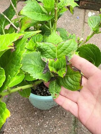 养花哪有不生虫,大蓝大粉来帮忙,#爱生活爱养花 #养花人的乐趣 #强烈推荐 #养花小知识 #杀虫杀菌剂