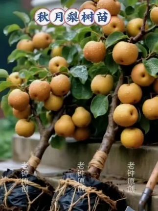 秋月梨树苗,枝头坠着“蜜酿月光” 秋月梨树苗枝干硬朗,叶片阔大如掌,春天开雪白的花,风一吹像落了场香雪,花瓣飘落在泥土上,悄悄滋养着新的生长。它皮实好养,只要给足阳光和疏松土壤,南北方多数地区都能扎根,日常浇浇水、施点薄肥,就能长得旺盛。 挂果时最是喜人,青绿色的果子慢慢鼓成圆球形,熟了变成温润的乳黄色,像挂在枝头的小月亮。摘一个切开,果肉白如凝脂,细腻无渣,咬下去汁水狂飙,蜜甜中带着清润,像含了口月光酿成的蜜,清爽不腻。 从赏花到盼果,看着它慢慢沉淀这份甜,收获时捧着满筐“月光果”,满是秋日的温柔。 #秋月梨树苗 #庭院种植 #甜润水果 #种植喜悦 #当季鲜尝