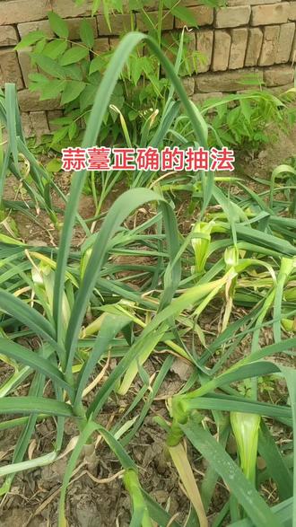 大蒜抽蒜薹的正确方法#大蒜 #抽蒜薹正确方法#大蒜种植