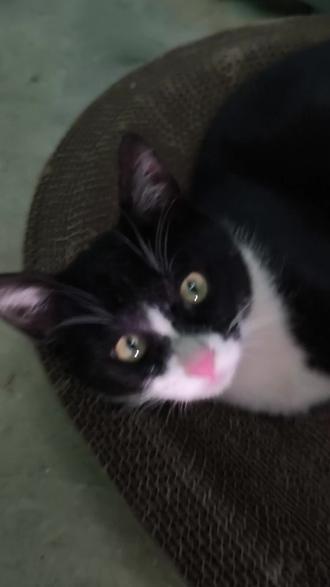 sao福瑞👿#猫咪 #猫猫 #猫咪🐈