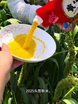 #朝阳小米 #源头工厂 #家乡特产 #优质农产品 #三农 朝阳小米新米上市,小米好吃价格实惠!