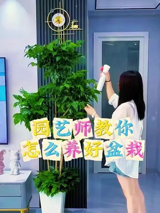 幸福树枝叶繁茂,养分不够就会黄叶掉叶,一定要定期满足它的胃口,否则只剩光杆#幸福树#室内绿植 #三农流量扶持计划 #三农养花