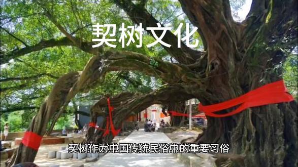 契树作为中国传统民俗中的重要习俗,其形式、起源及仪式具有丰富的文化内涵。
一、契树的对象
契树的主要对象以 榕树 为典型,尤其是村中或庙宇旁的古老大榕树。证据显示,榕树因树龄长、生命力顽强,被视为具有灵性,能庇佑孩童健康成长。例如:
广东高明、洲心、黎家塘等地将村口大榕树认作“契爷”,认为其可镇邪护幼。
歇马村将古榕树与玄武神等同,叩拜以求平安。
闽南地区亦有拜大树为“契爸”的习俗,尤以榕树多见。
此外,其他树种如红豆树、油松等也可能被契认,但榕树因其普遍性及文化象征成为主流。
二、起源与传承
契树习俗的起源可追溯至 古代自然崇拜与神灵信仰:
自然神灵崇拜:古人将子女过契给树神、石神等自然神明,祈求庇佑,源于对自然力量的敬畏。
生育与健康需求:古代医疗条件差,婴孩夭折率高,父母通过契树寄托“健康成长”的愿望。
五行命理观念:部分孩子因八字“缺木”或命格特殊,需契树以补足五行,增强命理。
传承特点:
地域性:华南地区(如广东、福建)及少数民族(如壮族)保留较多契树习俗。
式微与变迁:现代医疗进步及观念变化导致仪式简化,但部分村落仍延续传统,如黎家塘村至今保留“脱契”仪式。
生态保护作用:契树习俗客观上保护了古树,使其成为村落象征与文化记忆。
三、仪式流程
契树仪式通常包括 “上契”与“脱契” 两个阶段,细节因地区而异:
1. 上契仪式
择树与祭品:选择村中古树(多为榕树),备三茶五酒、香烛、红绸等。部分地区需秘密进行,以防仇人破坏。
跪拜与祈祷:父母携孩童向树神行跪拜礼,焚香祷告,祈求庇佑。
信物与契约:系红绸于树干,或将契书贴于庙宇(如晋江安海西宫)。部分地区以碗筷、首饰为信物。
改名与定期祭祀:契后称树为“契爷”,逢年过节、神诞日需祭拜。
2. 脱契仪式
成年或婚嫁时举行:孩子成年(如16岁)或结婚前需“脱契”,以结束与树神的拟亲属关系。
答谢仪式:备牲礼、香烛酬谢树神,并宣告“脱离关系”。壮族地区需在婚礼前夜单独祭拜。
后续习俗:部分家庭在子辈出生后重启契树循环。
四、文化意义
拟亲属关系的扩展:契树将自然物纳入亲属网络,强化人与自然的联结。
心理慰藉与社区认同:仪式为家庭提供安全感,同时通过集体祭祀(如龙船契)增强村落凝聚力。
生态伦理的体现:古树因被神化而免遭砍伐,成为生态保护的隐性机制。#契树 #拜大树 #人与自然 #民俗文化 #宗教信仰