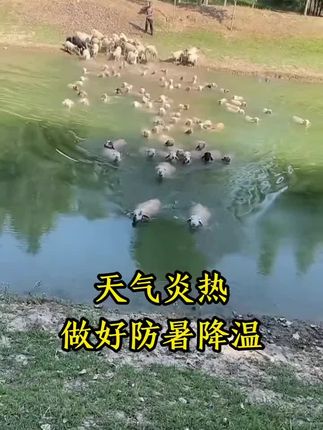 #牛羊养殖 #牛羊中暑 #羊中暑了怎么办 #牛羊养殖技术分享