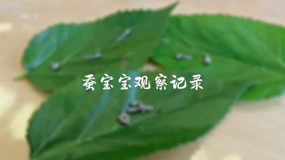🌿小满过后,初夏更深了。
麦穗初齐,蚕事正忙。
孩子们观察记录蚕宝宝
从一片桑叶,到一条丝,再到沙漠与雪山那边的丝绸故事——
万物将满未满,所有美好都在那个小小的停顿里悄悄发生。
蚕在长大,孩子们也在长大。
小满之后,并无大满。
教育也是这样,留一点空白,刚刚好。
#德思幼儿园 #陪一只蚕长大#教育是等待#慢教育#这就是最好的自然课