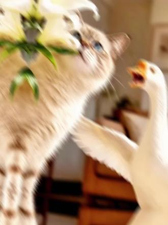 新手必看!家里的这些可能要猫命 养猫的宝子们!别再踩这个致命大坑了!!
很多新手不知道,家里养的百合花对猫咪来说就是剧毒!
只要舔一口花粉、碰一下叶子,都可能导致急性肾衰竭,甚至死亡!
咪真的没有九条命!这些伤猫行为,别再做了😭
✅ 赶紧自查:百合、水仙、滴水观音、万年青这些花,千万别让猫接触!
✅ 养了的赶紧搬离,别拿毛孩子的命赌!
你家有没有养这些对猫有毒的植物?评论区告诉我,我帮你避雷!
#养猫干货 #新手养猫 #伤猫行为 #对猫有毒的植物 #养猫避雷