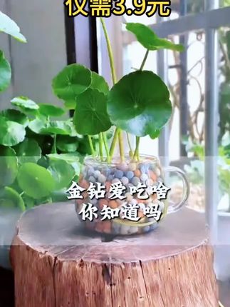 #金钻专用肥 #花肥 #超便宜超划算 #营养液