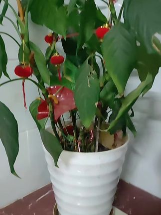 螺纹大号塑料花盆大型盆栽绿植落地简约仿陶高筒黑白特大横纹桶 #螺纹花盆 #大花盆 #树脂花盆