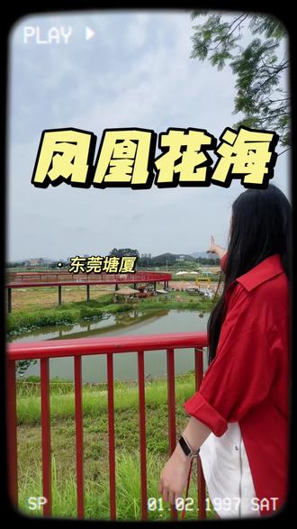 【塘厦·凤凰花海】 #钓蛙 #凤凰花海 #网红拍照景点 #五一遛娃好去处 #五一去哪儿
