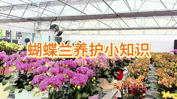 养护蝴蝶兰的秘诀,三个字:少管我!浇水不要太勤,冬季半个月浇一次,水珠避免留在叶片中心和花朵上,切勿阳光直射蝴蝶兰。这样养护,蝴蝶兰可以在家美很久~
#蝴蝶兰 #花卉基地 #兰花 #蝴蝶兰养护#年宵花