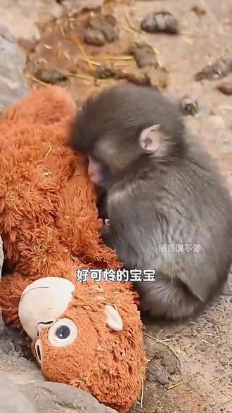 #野生动物保护 孤儿“punch ”和它的“玩偶妈妈”。
庞奇出生他妈妈一起了他,动物园送给它很多玩具,它挑了这一个大猩猩的玩偶,名叫:ora-mummy 奥拉妈咪,它无法融到猴群中,经常感到害怕,却时刻与它的玩偶妈妈不离不弃,感动了很多的人。#日本#动物园#猴子