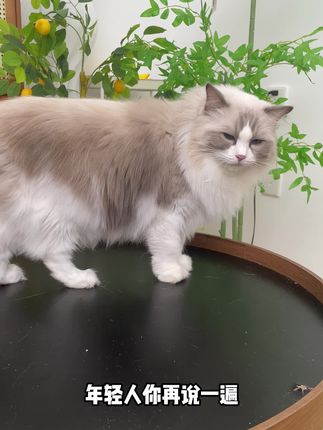 猫粮选好了,养猫就很容易#猫咪的迷惑行为