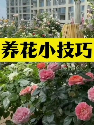 养花种花小妙招肯定有帮助 #花卉绿植 #盆栽 #花草绿植 #养花小知识 #养花小妙招