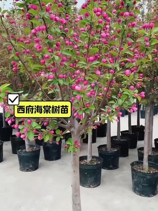 西府海棠花#庭院花园 #花园生活 #美不美你说了算