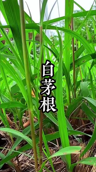 路旁到处可以的茅草,它的价值在根部,颜色为白色,故得名《白茅根》。#植物科普 #大自然的馈赠 #一日一植物