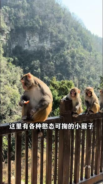 过年来三峡猴溪,看可爱的小猴子啦!新春门票59.9,两大一小100多,快乐一整天!#三峡猴溪 #宜昌周边游 #西陵峡三游洞 #旅游景区 #宜昌旅游