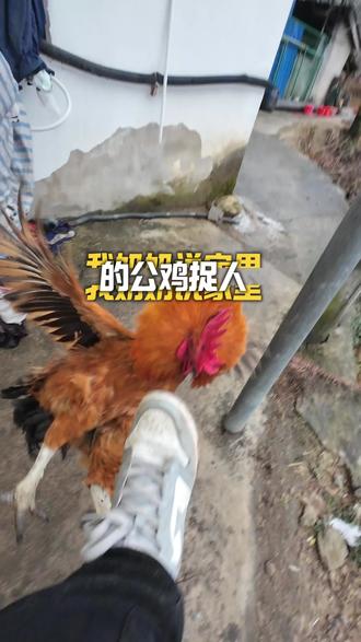 我奶奶说家里的公鸡啄人,我不相信,今天我就挑战一下他#农村生活 #公鸡