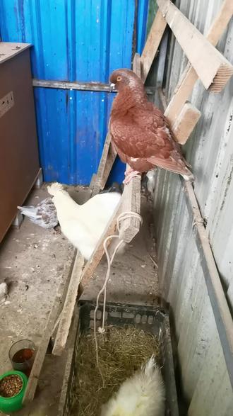 自然孵化 ,孵蛋养成计划 ,原创视频!