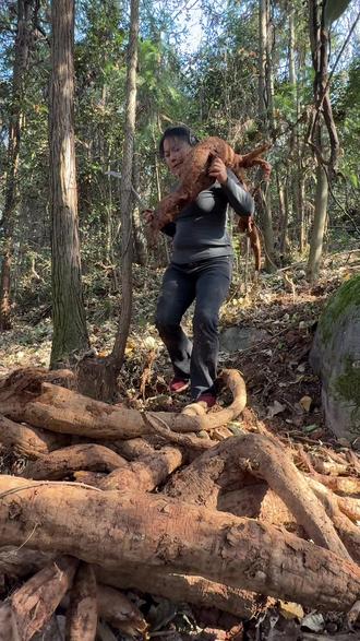 有人问我累吗?说不累是假的,可是一个大山里的农村妇女,没有颜值、没有学历,除了能吃苦,还能干吗呢?大山就是我们的靠山,山上的葛根到处都是,只要你肯出力,它就会给你饭吃。#大山里的味道 #传统美食 #葛根粉 #2025新农人计划 #内容启发搜索