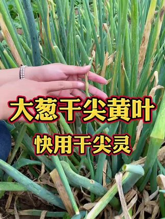 大葱干尖黄叶 #三农 #创作者扶持计划 #农业技术 #强烈推荐 #大葱干尖黄叶