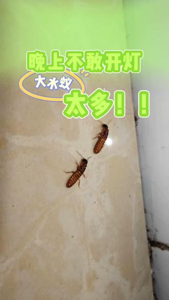 晚上不敢开灯,大水蚁太多! 谁懂啊!一到晚上大水蚁,也叫做飞蚁/涨水蛾,成群往家里钻,根本不敢开灯, 围着灯光乱撞,爬得满墙满桌都是,甚至身上也爬着不少,打扫都来不及!别以为它不咬人就没事!大水蚁分泌的蚁酸会让皮肤红肿发痒,过敏体质更遭罪。还会啃木质家具、门框,甚至蛀电线,家里家具墙体全遭殃!那怎么消灭大水蚁呢?紧急灭杀就用这款专用大水蚁杀虫剂,一喷速杀:对准门窗、墙角、缝隙喷,大水蚁碰了就倒,快速灭飞蚁、白蚁。持续防护,干后形成保护膜,阻断大水蚁进屋路径,备上一瓶,告别大水蚁困扰。#飞蚁 #大水蚁 #大水蚁怎么消灭 #水蚁跑进家中怎么办 #大水蚁杀虫剂