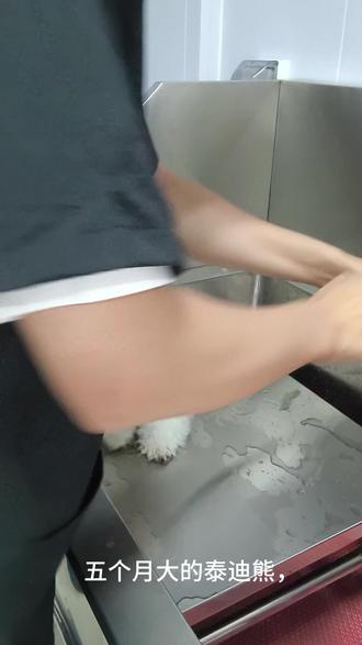 #怎么给狗理发#泰迪熊