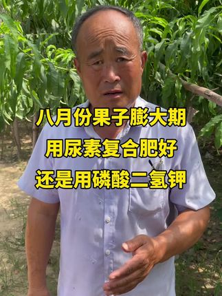 八月份果子膨大期用尿素复合肥还是磷酸二氢钾#果园管理 #果树种植 #助力果农 #果树种植