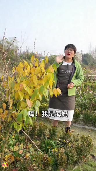 冬季花园开花三宝,香满大街小巷蜡梅花从一枝花到一树花,腊梅高压到种植全过程#腊梅 #花园种花#海蒂的花园