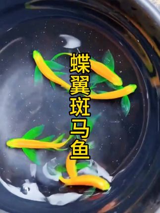 九块九包邮8条长鳍蝶翼斑马鱼#超便宜超划算 #新手养鱼 #蝶翼斑马鱼 #长鳍蝶翼斑马鱼 #观赏鱼