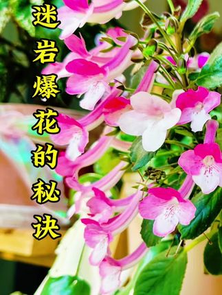 别再问我迷岩为啥爆花了!秘密就藏在每次浇水里#迷岩 #施肥 #养护小知识 #爱花爱生活