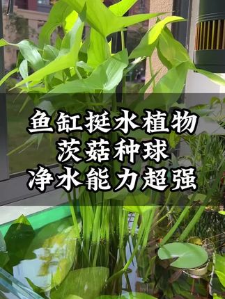 第一次见这么神奇的种球,只要把它种进鱼缸,几天就发芽了,用不了多久就长满整个鱼缸!#水生绿植